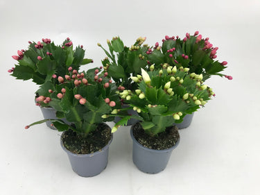 Schlumbergera - Christmas Cactus - Zygocactus